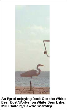 An Egret enjoying Dock C at the White Boat Works, on White Bear Lake, MN. Photo by Lawrie Yearsley