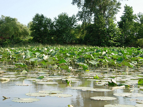 A recent gain in coastal wetlands may shadow a much larger, impending loss, experts say. Photo: NOAA